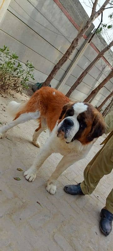 saint Bernard 0