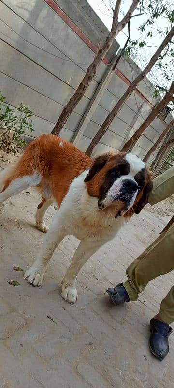 saint Bernard 1