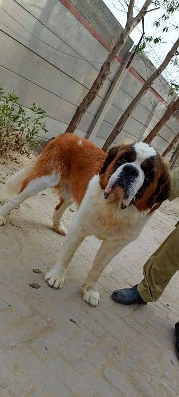 saint Bernard 2