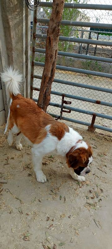 saint Bernard 4