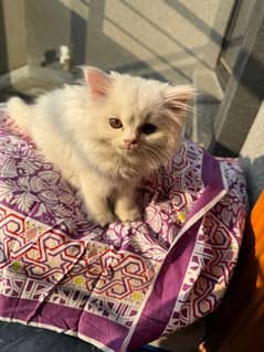 White Persian cat for sale Rs 20000