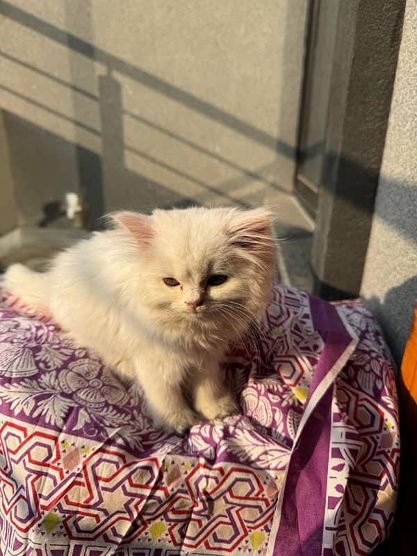 White Persian cat for sale Rs 20000 1