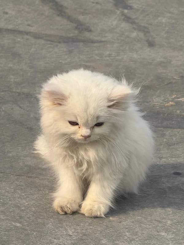 White Persian cat for sale Rs 20000 2