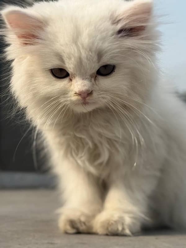 White Persian cat for sale Rs 20000 3