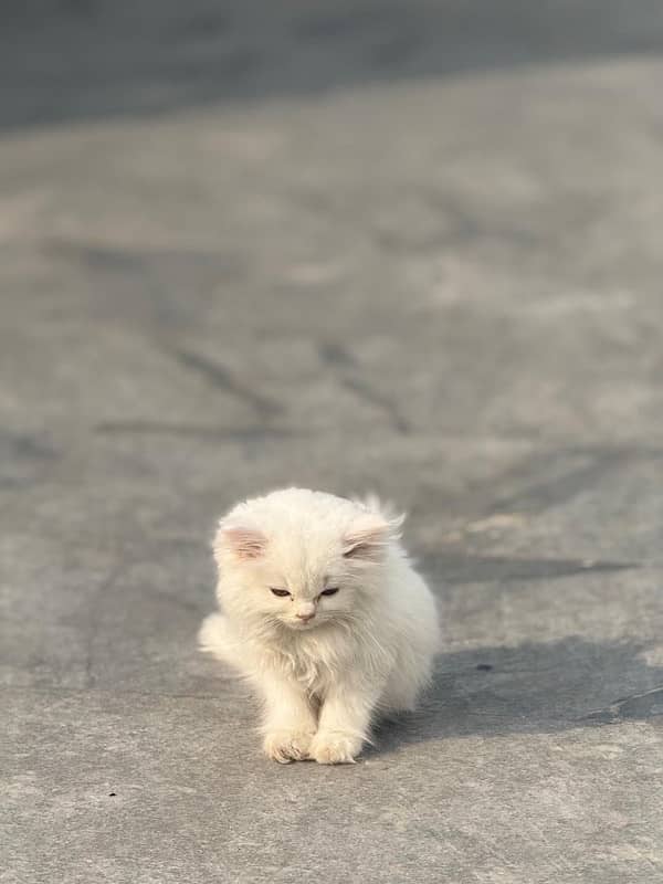 White Persian cat for sale Rs 20000 4