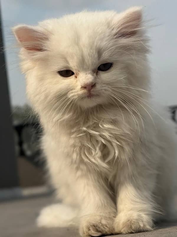 White Persian cat for sale Rs 20000 5