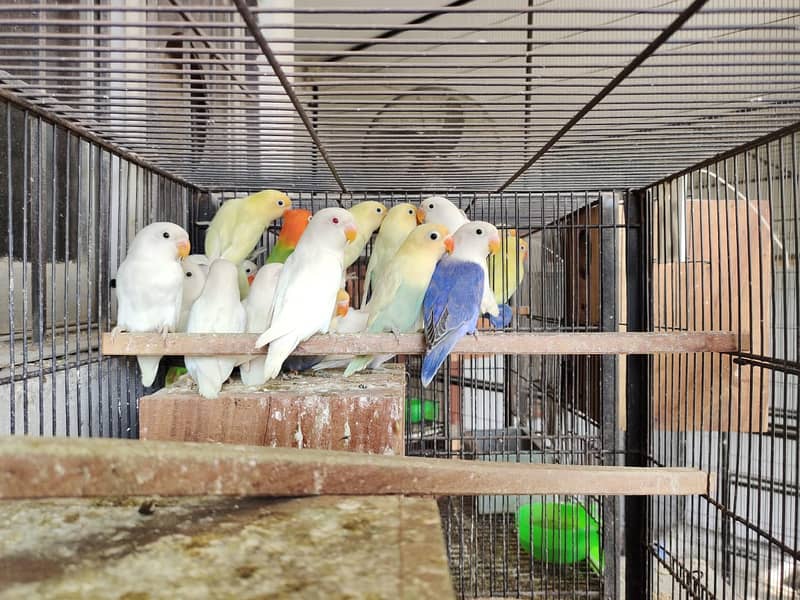 Parrots,Austaralian parrots 0