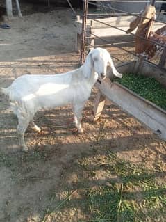 2 bakri for sale