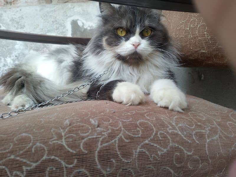 triple coated Persian cat 0