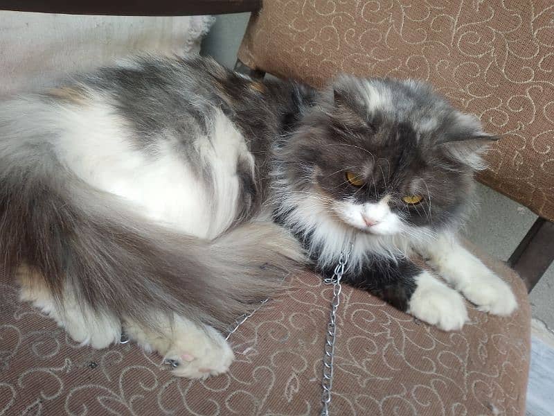 triple coated Persian cat 1