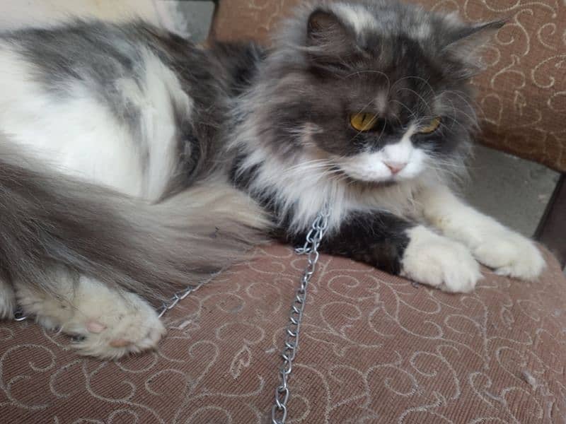 triple coated Persian cat 2