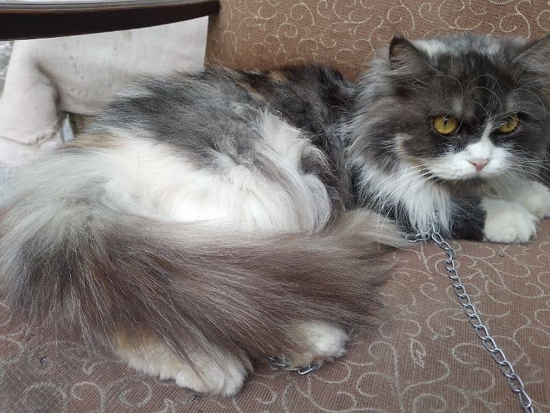 triple coated Persian cat 3