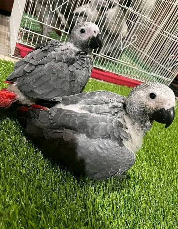 African Grey Parrot checks for sale03349506941 2