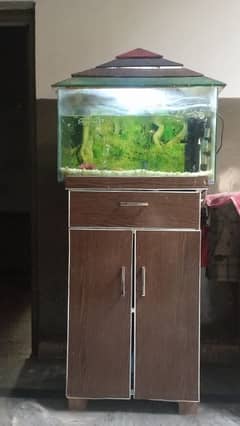 fish aquarium