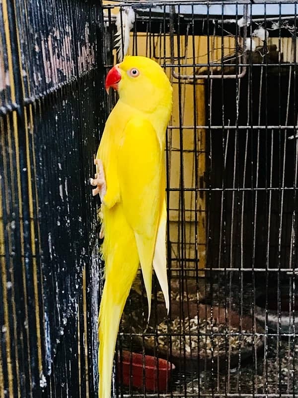 Yellow Ringneck Female 0