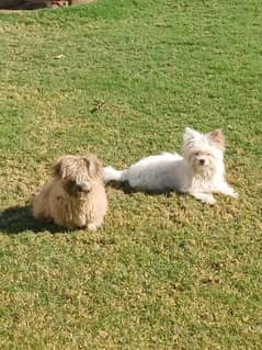 Coton de Tulear