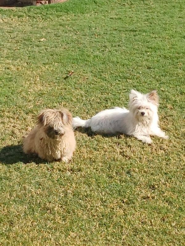 Coton de Tulear 0