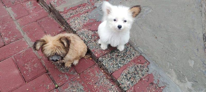 Coton de Tulear 1