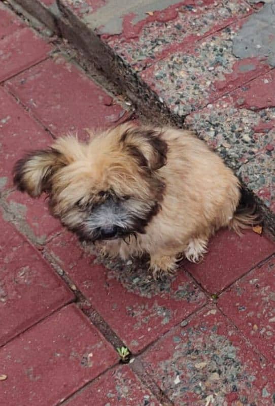 Coton de Tulear 3