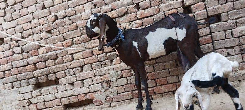 goat for sale 2