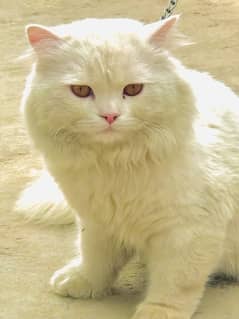 Persian Male Cat