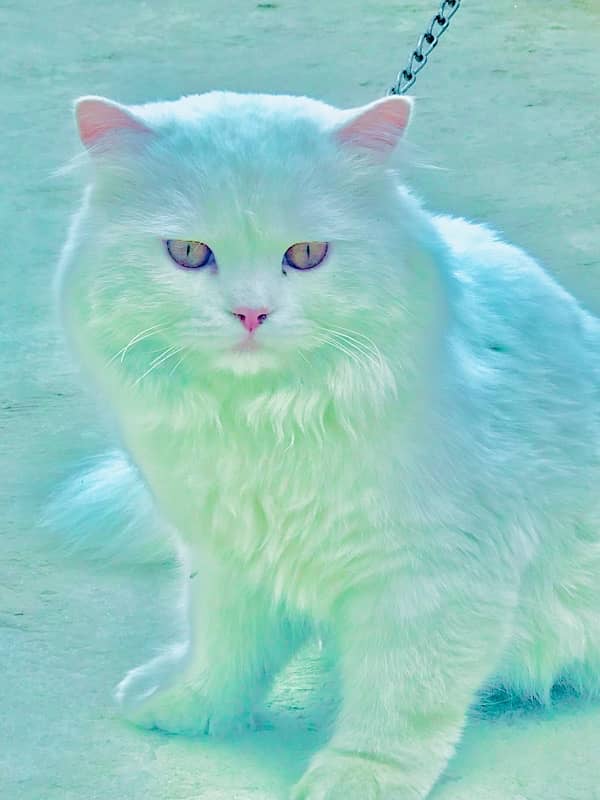 Persian Male Cat 1