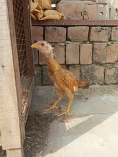 Pure mianwali aseel female chick.