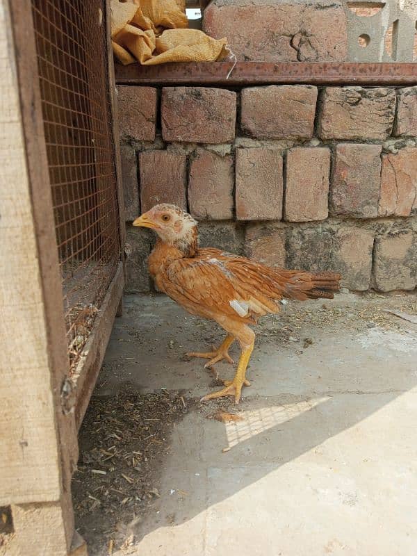 Pure mianwali aseel female chick. 2