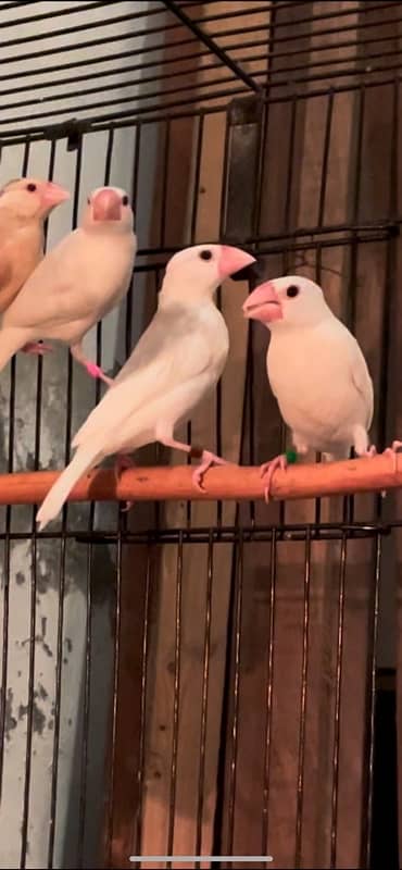 Java Chicks for sale 4