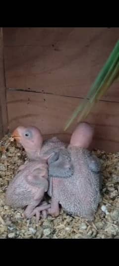 Parrots / raw Parrot Chicks For Sale