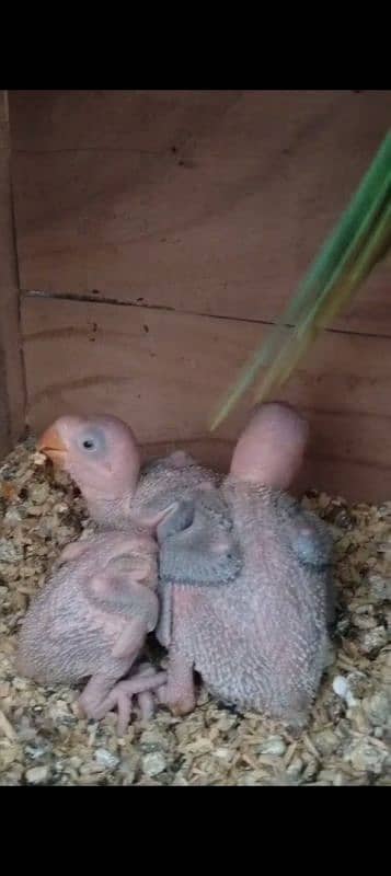 Parrots / raw Parrot Chicks For Sale 0