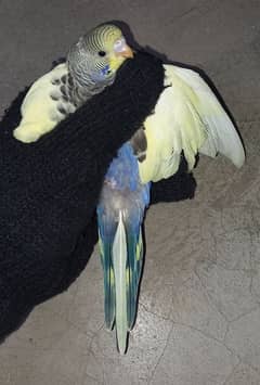 budgies King size