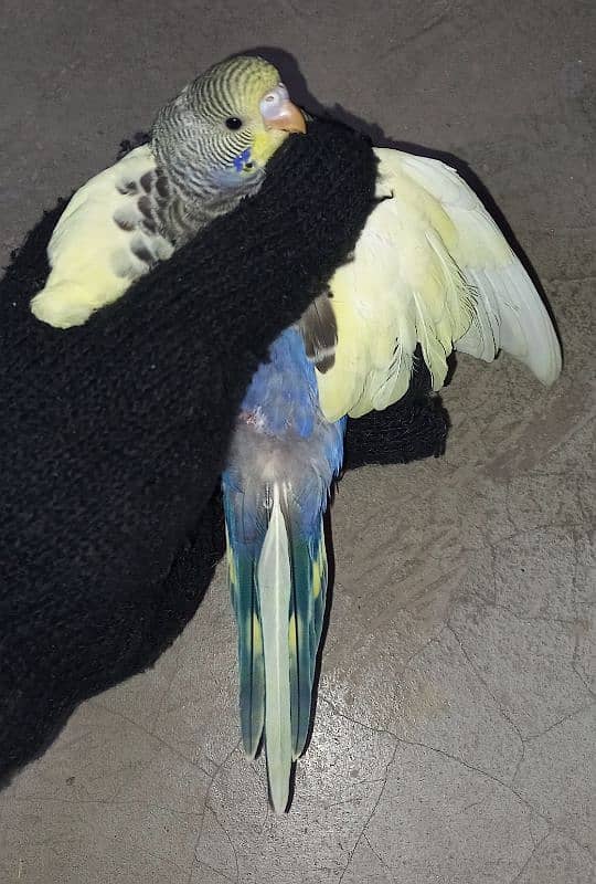 budgies King size 0