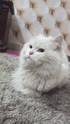 persian cat