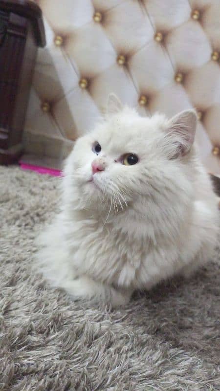 persian cat 0