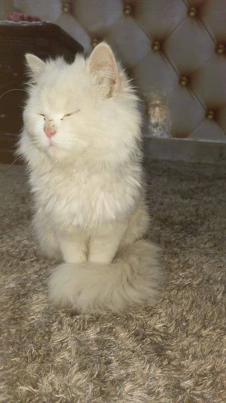 persian cat 1