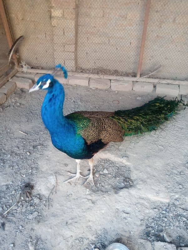 Peacock Breeder Male 1