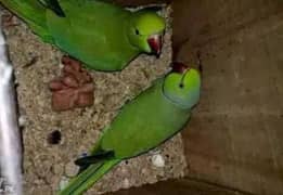 Green parrot for sale