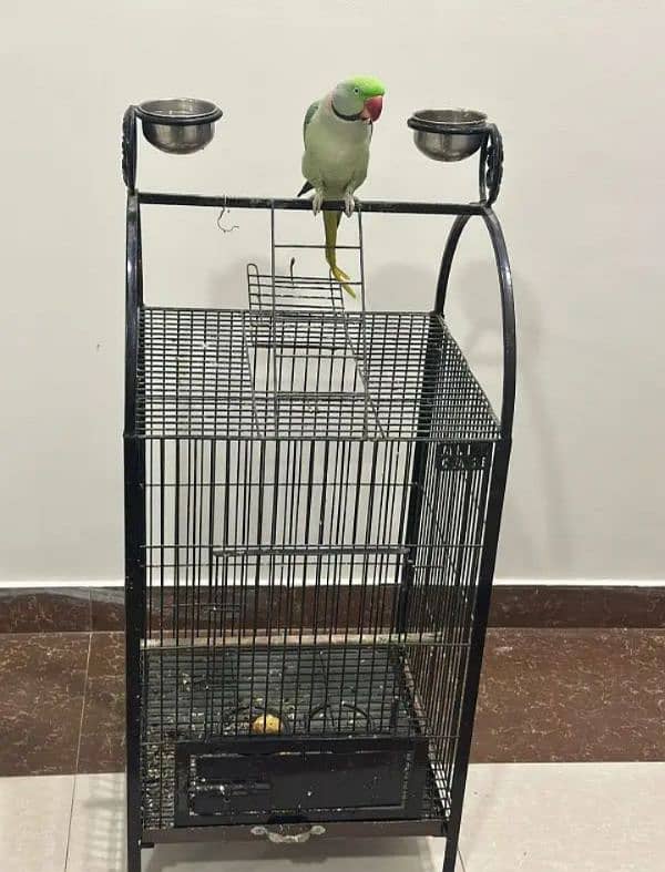 Raw parrot for sale 2