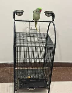 Raw parrot for sale