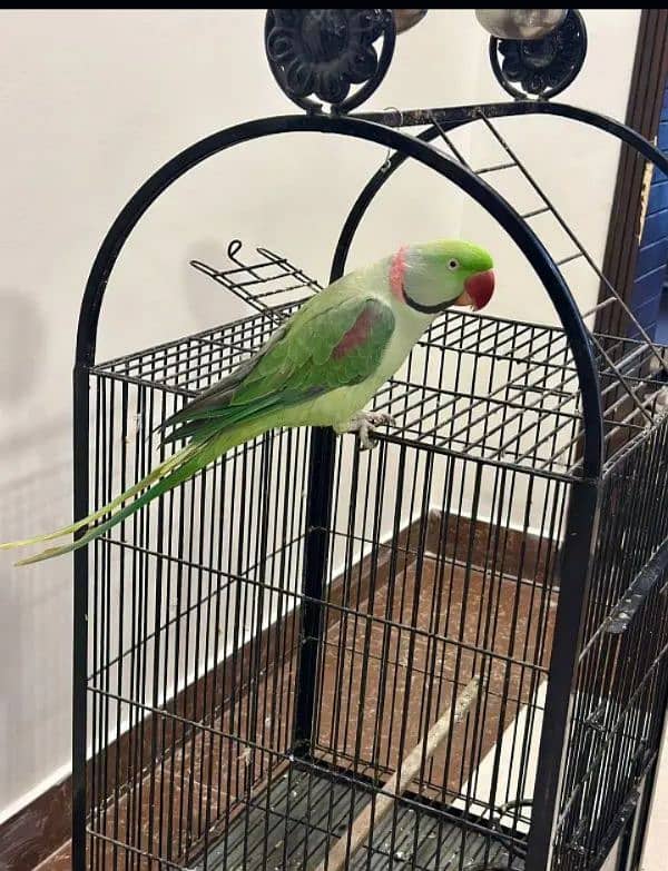 Raw parrot for sale 1