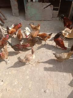 healthy or active ha young male or female hens