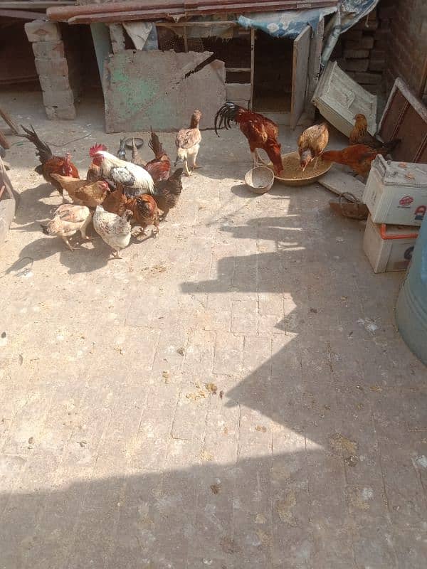 healthy or active ha young male or female hens 2