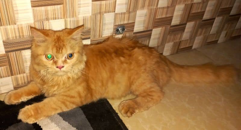 Persian Brown tiger Face Cat For Sale 2