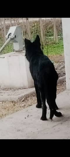 full black German Shepherd