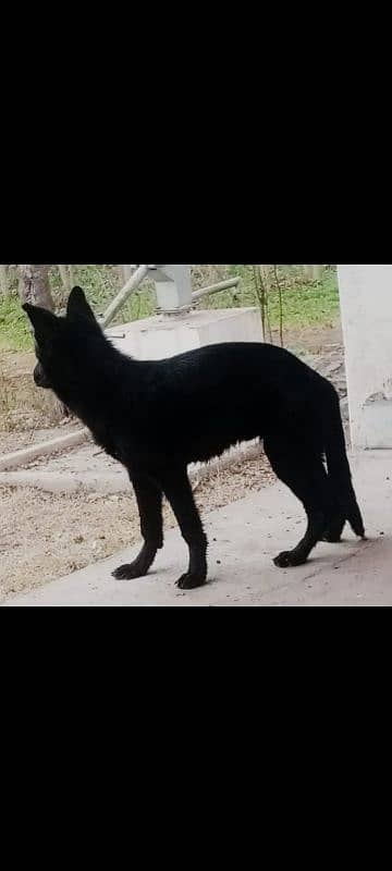 full black German Shepherd 1