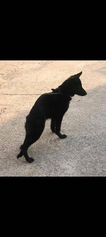 full black German Shepherd 2