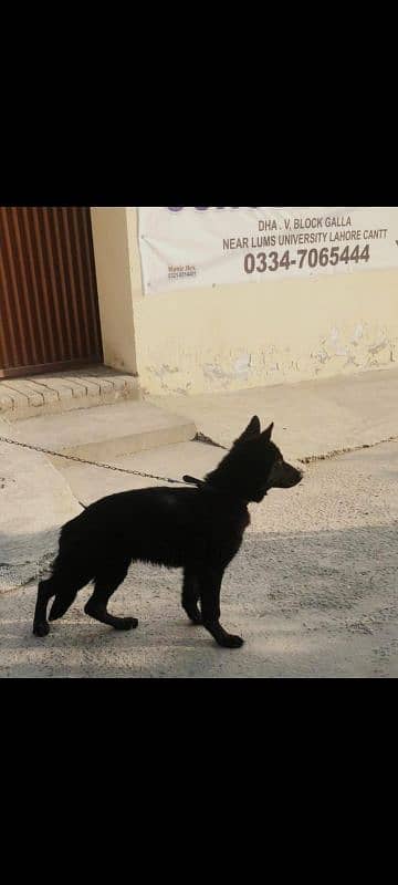 full black German Shepherd 3