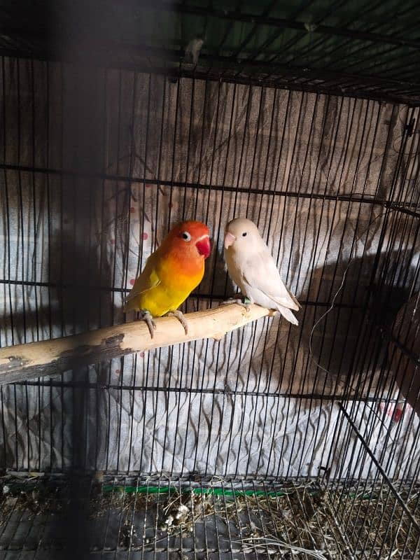 love bird jawa 0