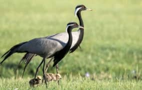 Fancy Bird knooj For Sale In Multan